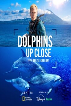 Dolphins Up Close with Bertie Gregory izle
