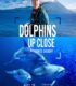 Dolphins Up Close with Bertie Gregory izle