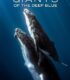 Giants of the Deep Blue izle